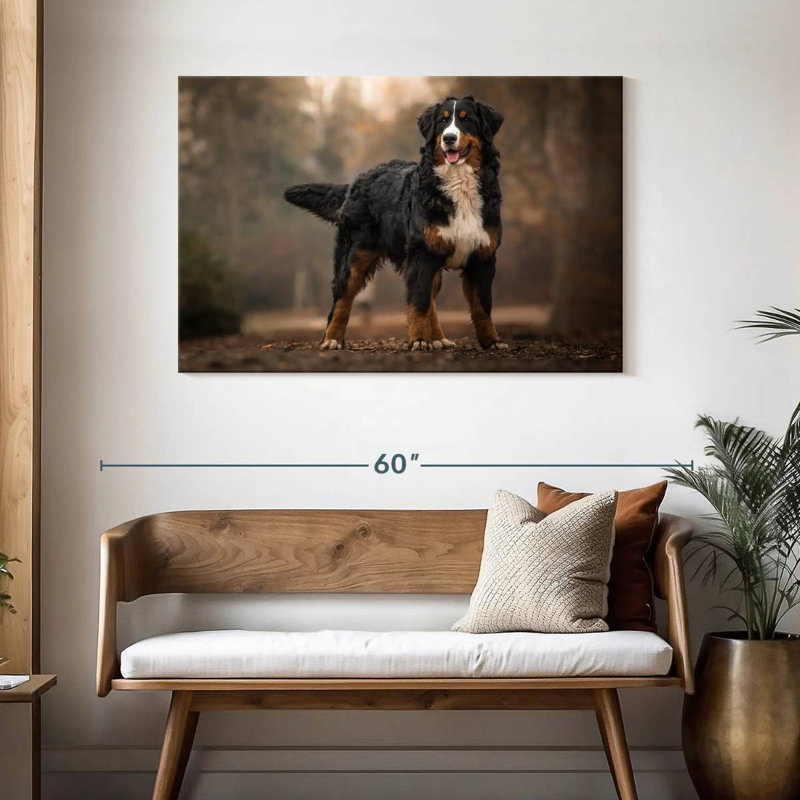 Bouvier bernois Brampt, H 30 po x l 45 po