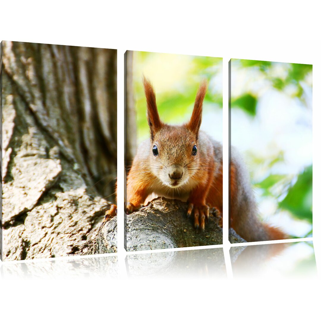 3-tlg. Leinwandbilder-Set Interessantes Eichhörnchen auf dem Baum, Fotodruck