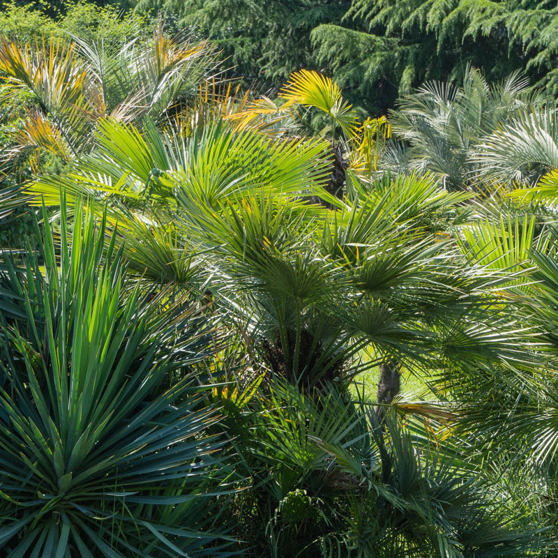 3 gal. Windmill Palm