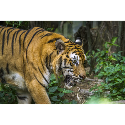 «Bengal Tiger» par Utopia_88 - Photographie de toile tendue