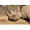 " Black Rhino " by Ecopic