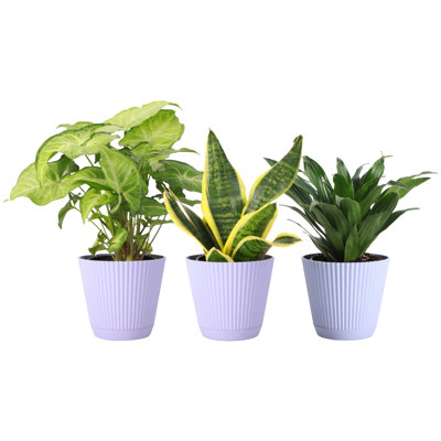 Live Low Light Houseplant Set of 3