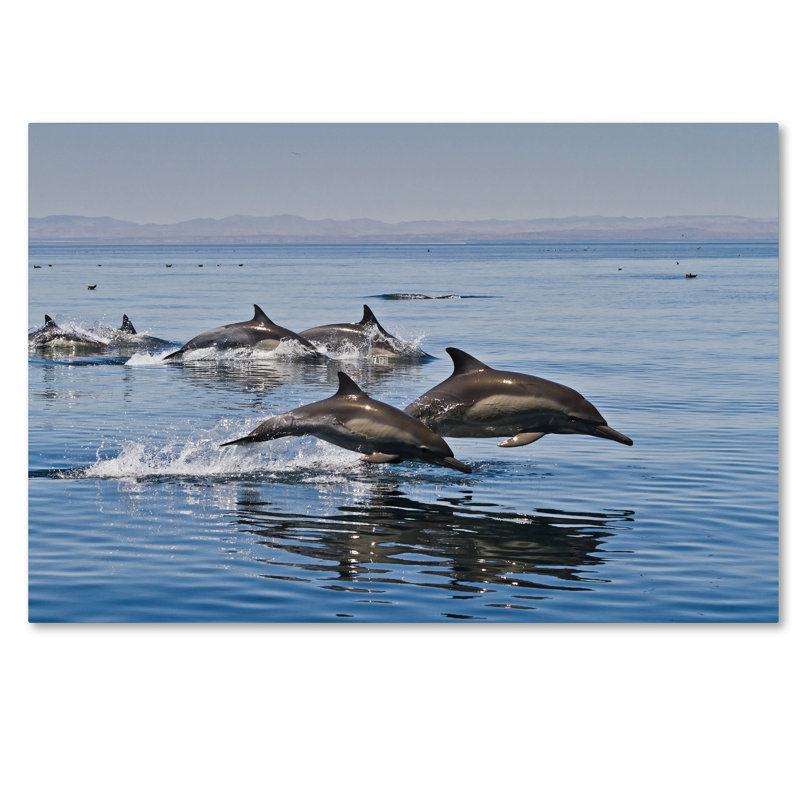 Ann «Dolphins», reproduction de photo sur toile tendue, H 12 po x l 19 po