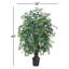 Arbre à feuillage Bush Ming en pot