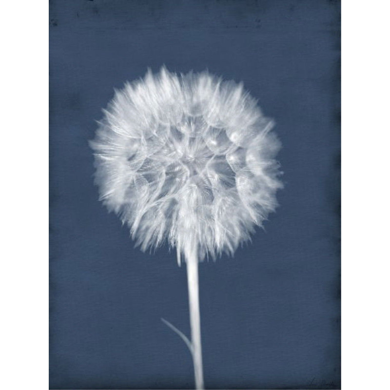 Puffy Seed I Print by Chris Dunker, Outdoor, 24" W x 32" H x 1.5" D