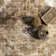  Jessamine Geometric Machine Washable Area Rug