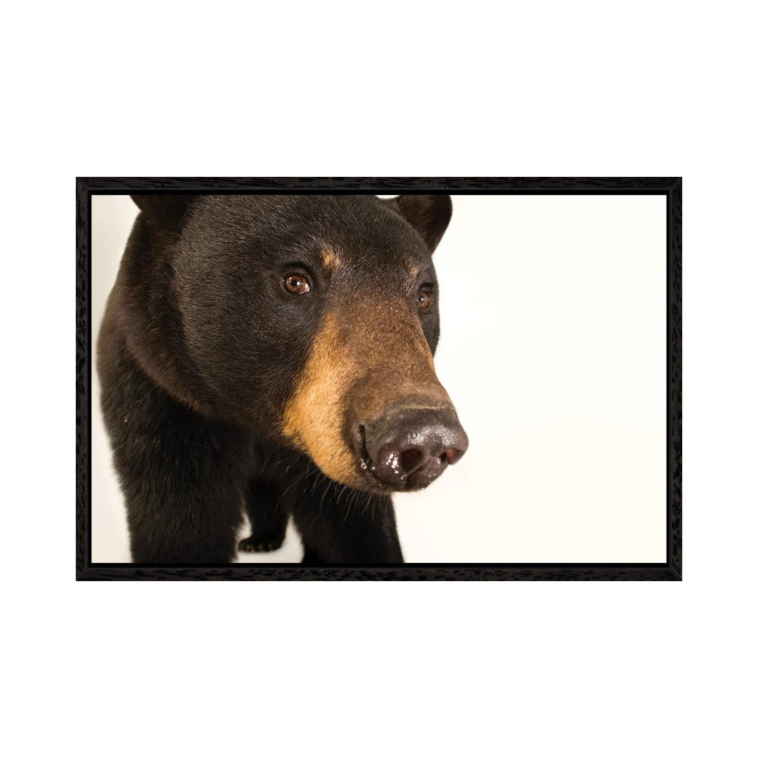 A Louisiana Black Bear At The Caldwell Zoo In Tyler, Texas von Joel Sartore - Galerie-verpackte Leinwand Giclée