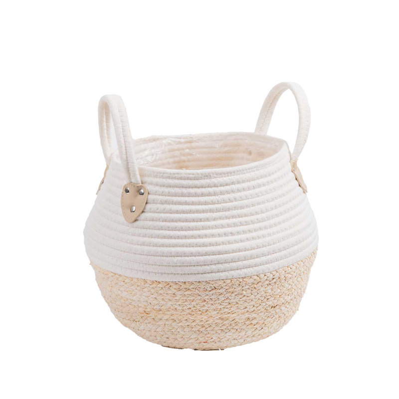 Cat Palm in Décor Planter