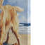 Golden Retriever, art mural sur toile