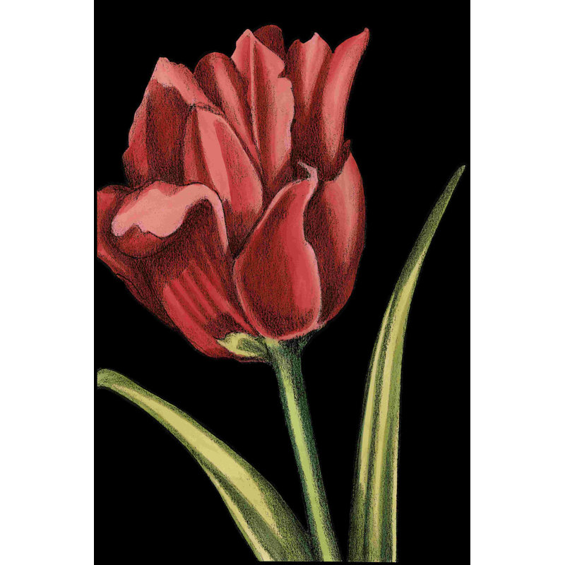 Tulipes vibrantes IV, H 18 po x l 12 po