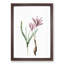 Pink Autumn Crocus Flowers by Pierre-Joseph Redoute - Picture Frame Painting Print-55583464-55583465