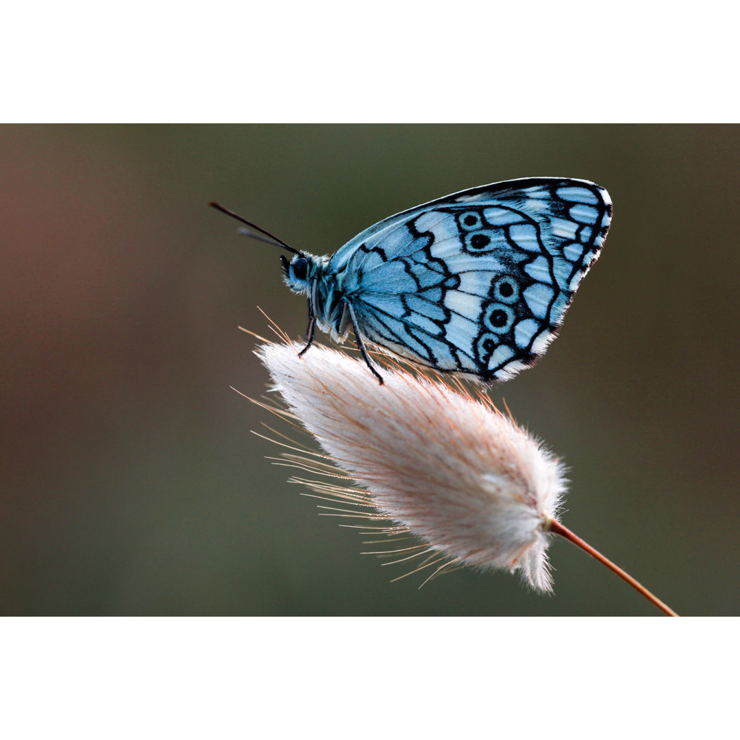 Schöner Schmetterling von Gece33 - Druck auf Leinwand ohne Rahmen