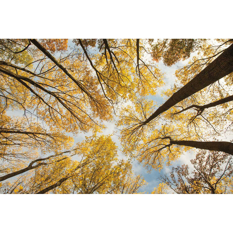 «Look Up I», H 12 po x l 18 po