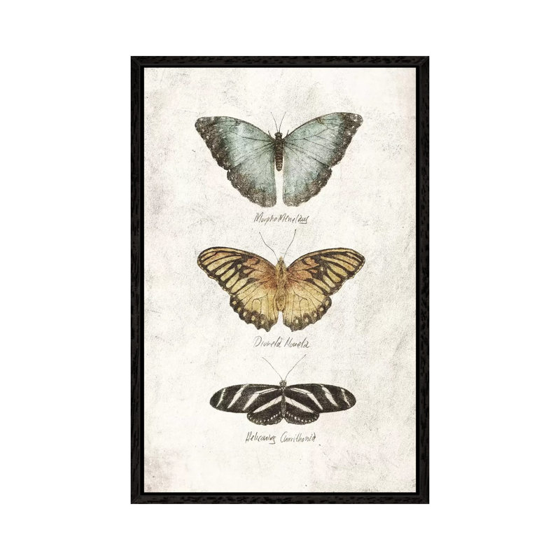 Butterflies I by Mike Koubou - Print on Canvas, Black Framed, 66.04cm H x 45.72cm W x 3.81cm D