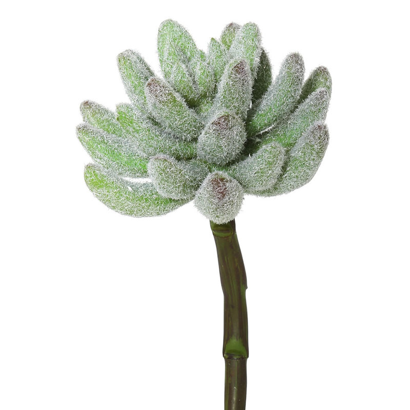 Branche 6 po Crassula
