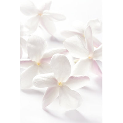 " Jasmine Flowers " by Lunamarina