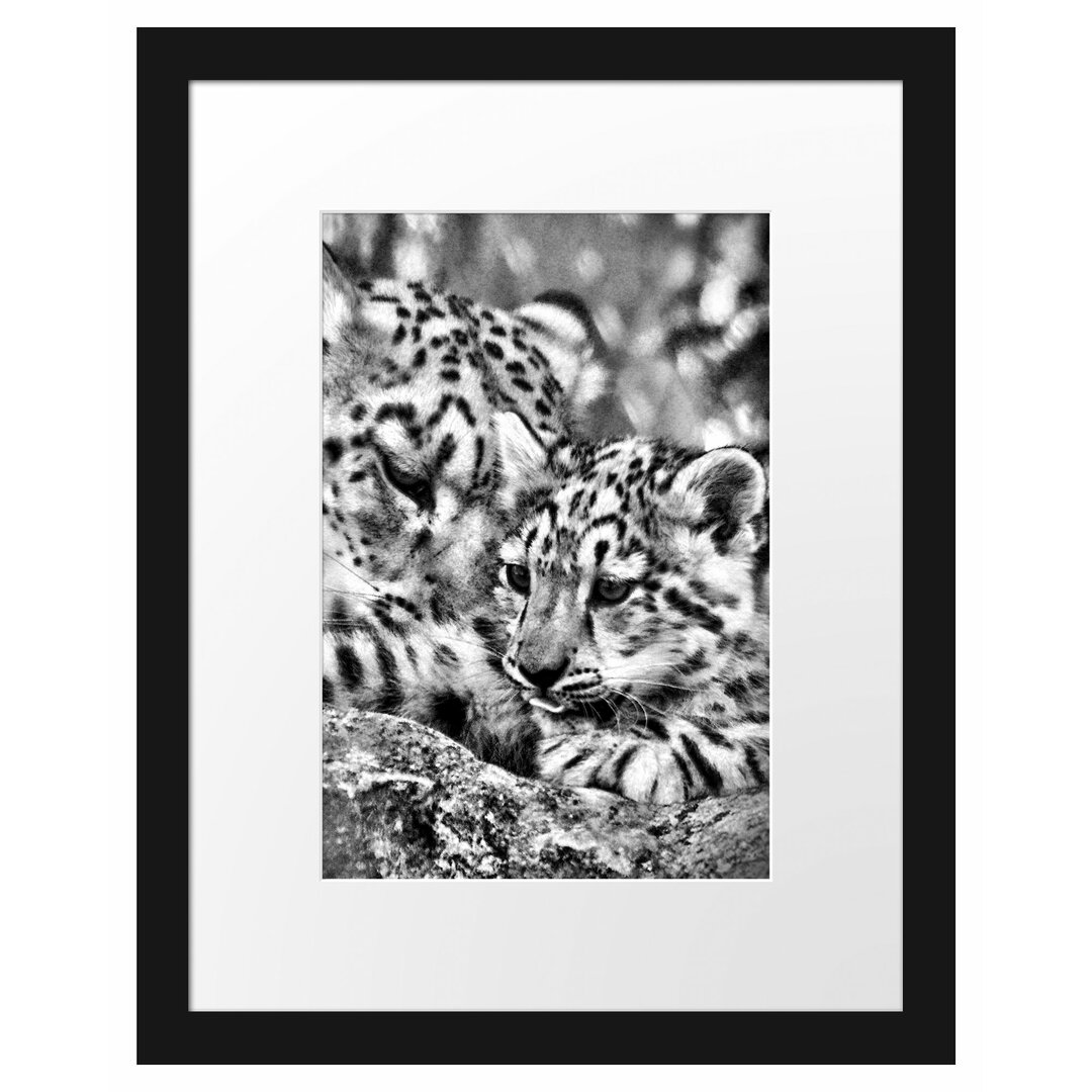 Gerahmtes Poster Leopard mit Jungtier