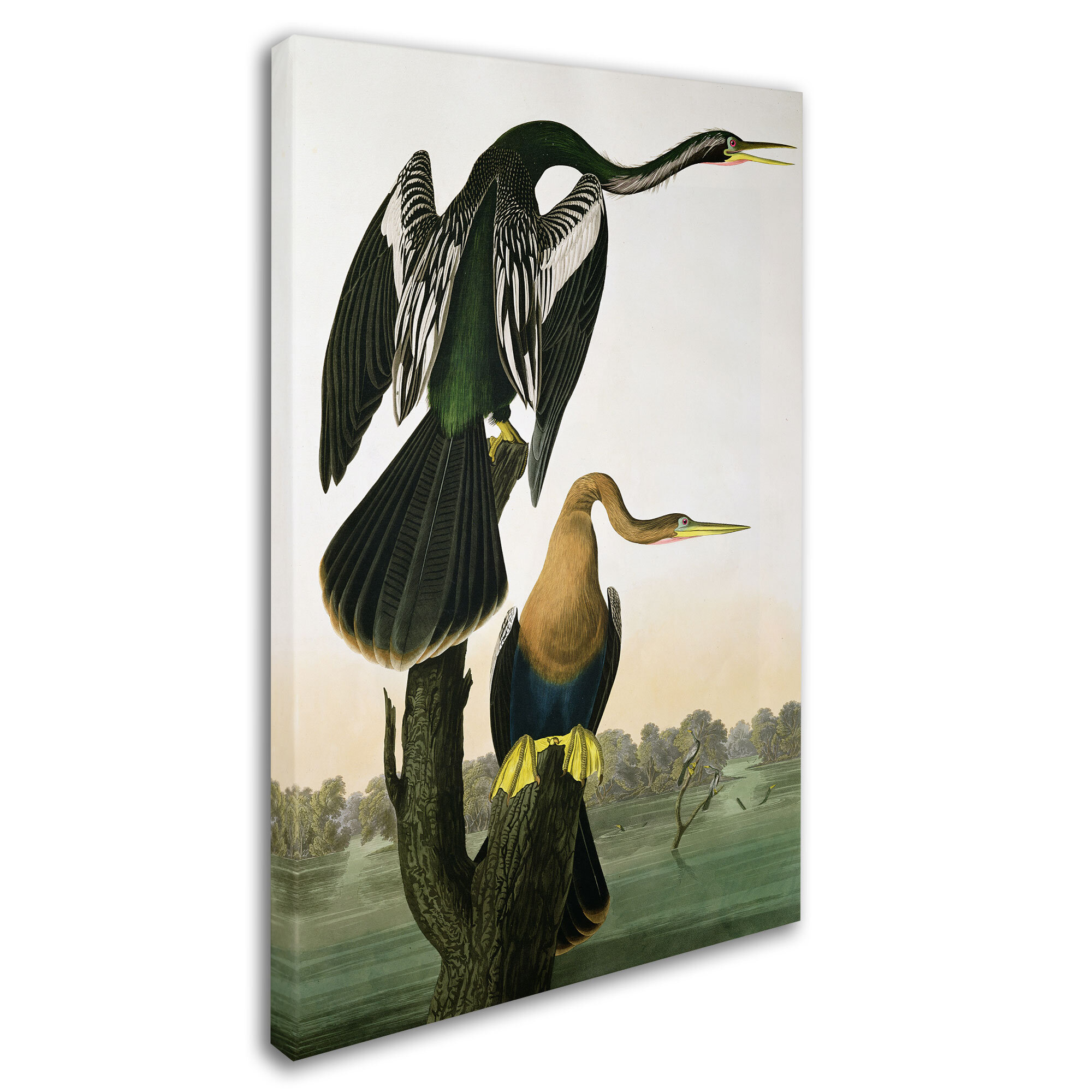 Vault W Artwork Black-Billed Darter by John James Audubon - Print on ...