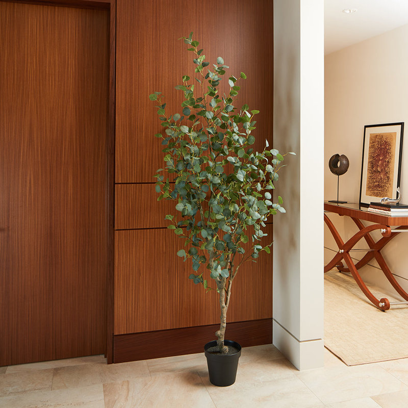 TREE EUCALYPTUS GROWER 7FT