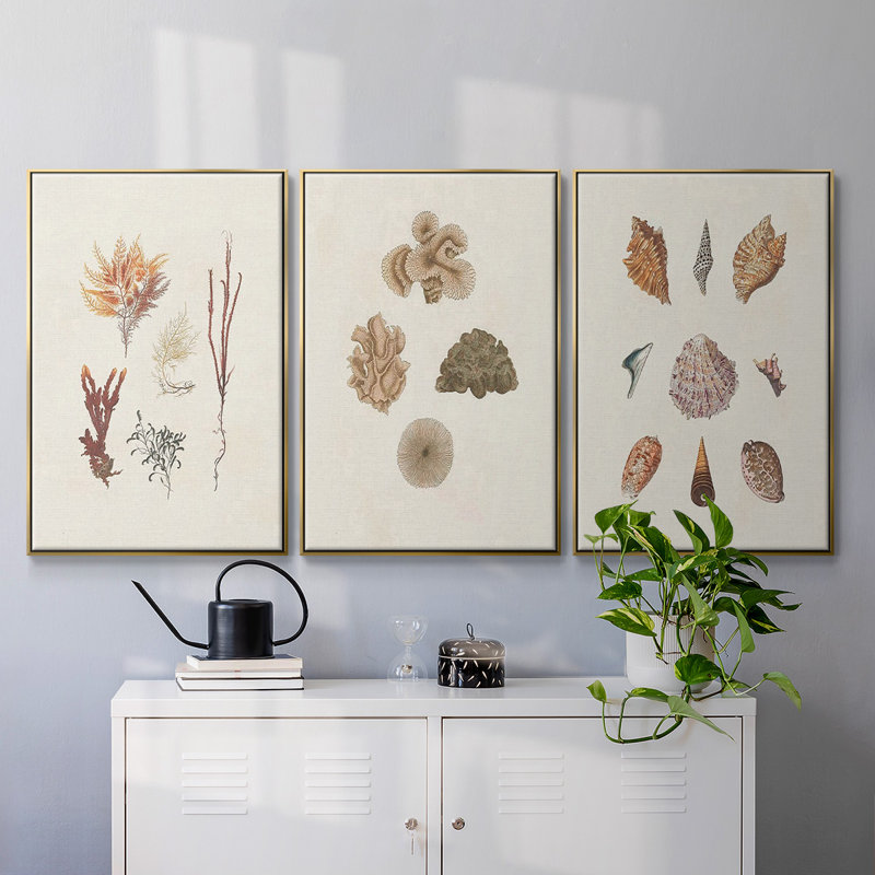 Knorr Shells and Coral VI, reproduction sur toile 3 pièces, Or, H 27 po x l 54 po x P 2 po