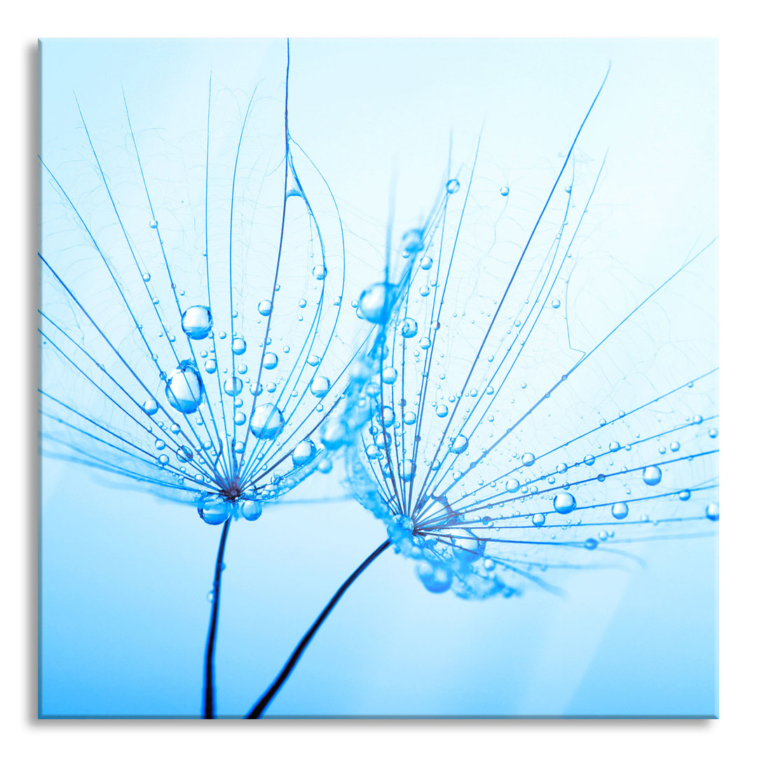 Ungerahmtes Foto auf Glas "Dandelion with Dewdrops"