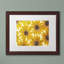 « yellow cape marguerites », reproduction de photo sur toile-32708572-32708576