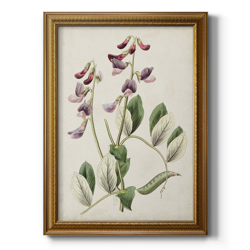 Antique Botanical Collection I, toile encadrée de qualité supérieure - prête à être accrochée, H 36 po x l 24 po x P 2,5 po
