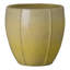 CREST PLANT, NEIGE-1178832788-1178832785