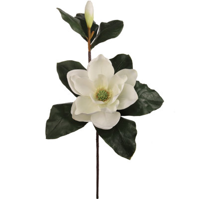 Tige de magnolia