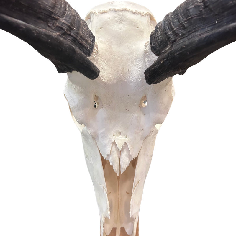 Real Kudu Skull, Medium Size