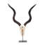 Mounted Kudu Skull-72652158