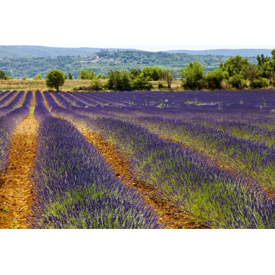 Lavender Fields by Davidforeman - Wrapped Canvas Print