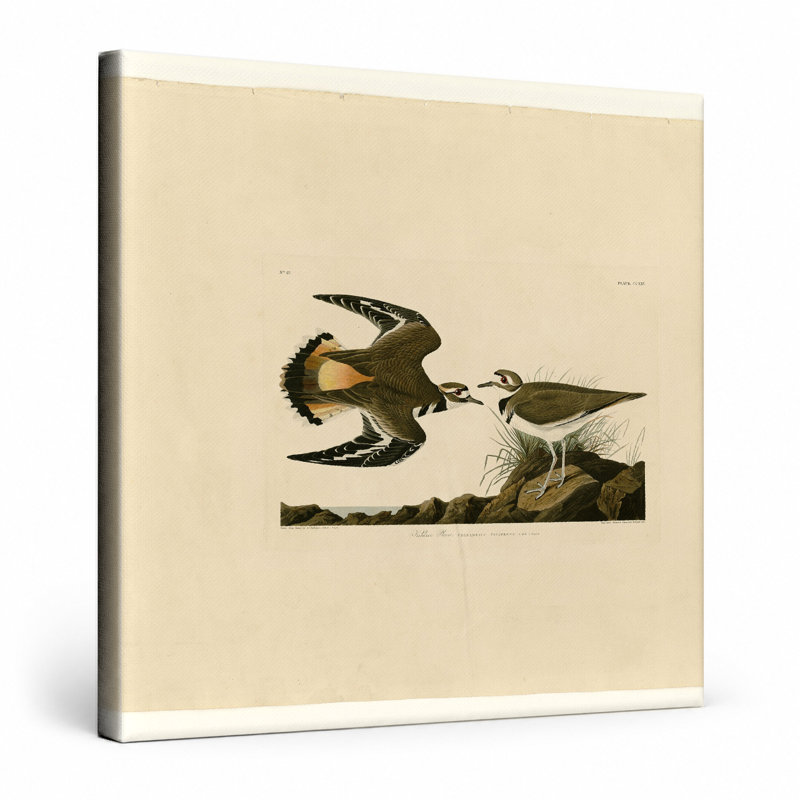 «Kildeer Plover» (planche 225) - art mural carré sur toile, 16" W x 16" H