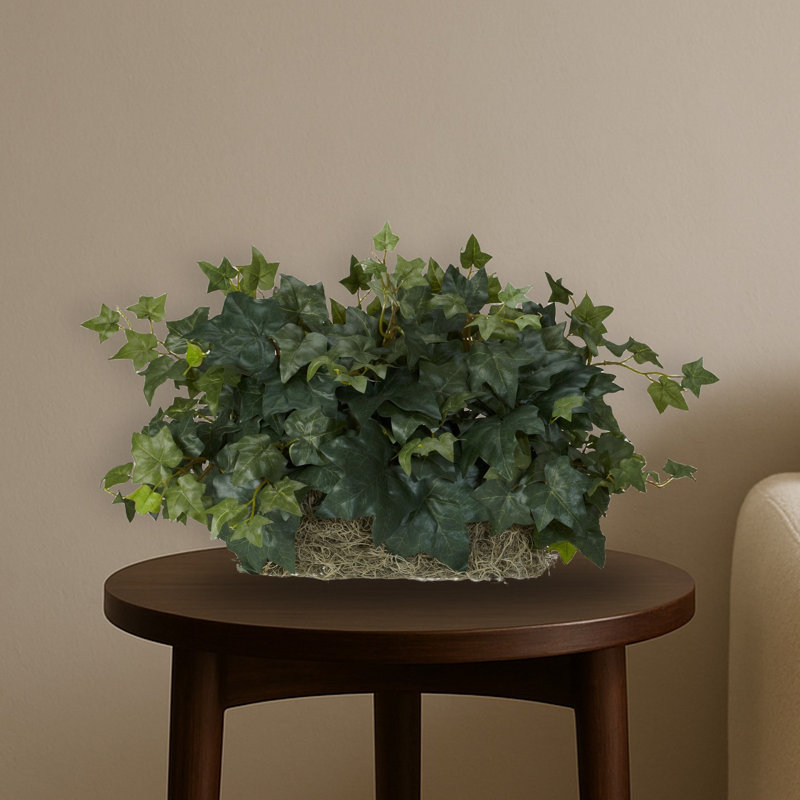 Ivy Ledge Plant Silk Plant
