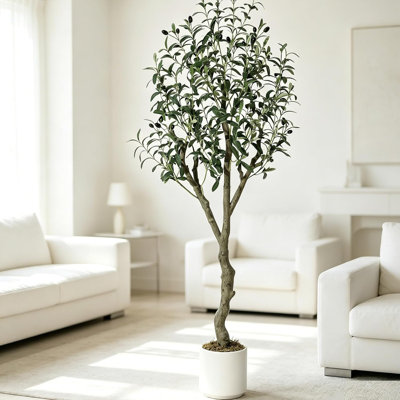 152cm Plant