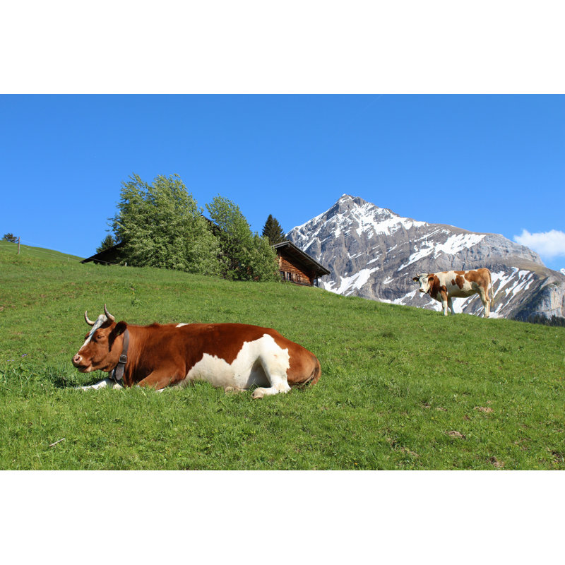 Kerrtown Fleckvieh Cattle - Wrapped Canvas Print, 30cm H x 46cm W x 3.8cm D