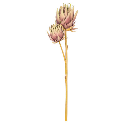 26,5 plante