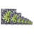 " Echeveria Spruce Oliver "-731427063