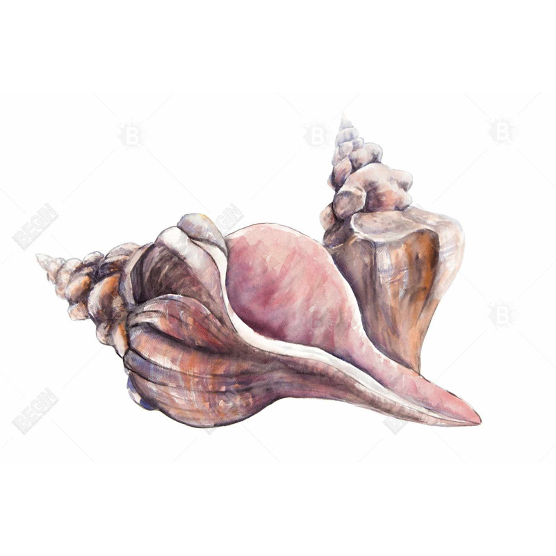 " Horse Conch Seashells "