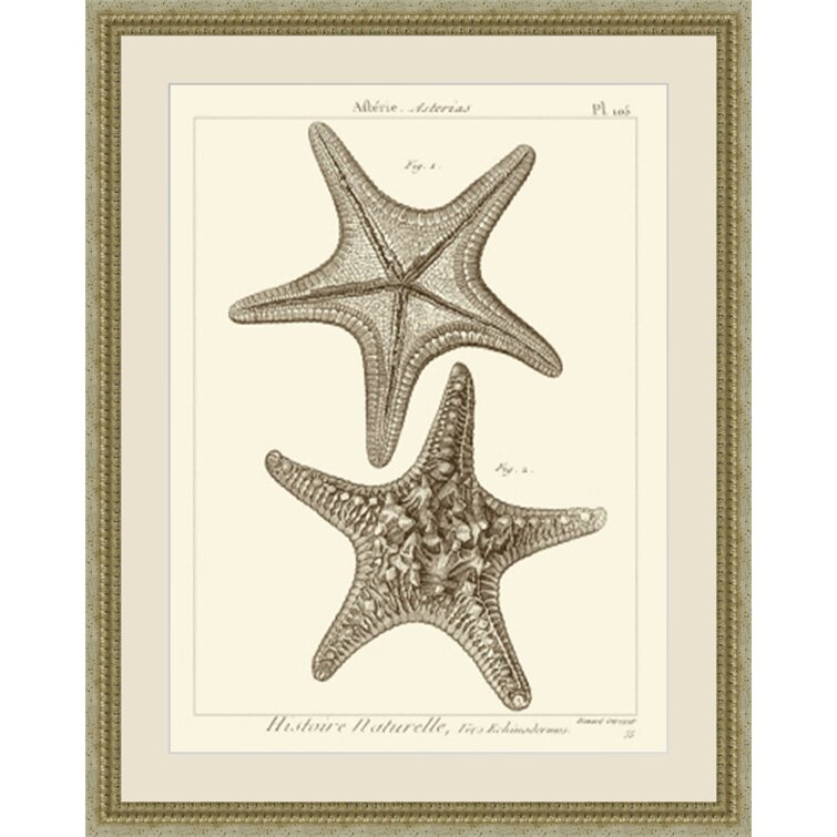 https://assets.wfcdn.com/im/86151480/resize-h755-w755%5Ecompr-r85/2250/22508466/Striking+Starfish+II+Framed+On+Paper+Print.jpg