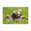 No Frame Print on Canvas-509267939