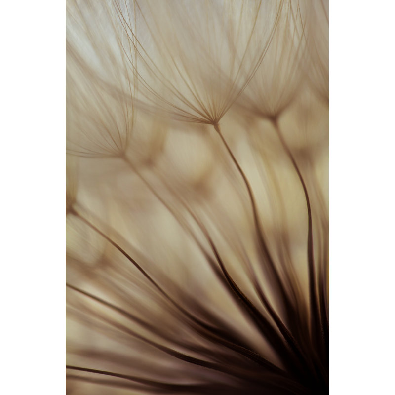 Macro Dandelion Seed by Jasmina007 - Wrapped Canvas Print, 76cm H x 51cm W