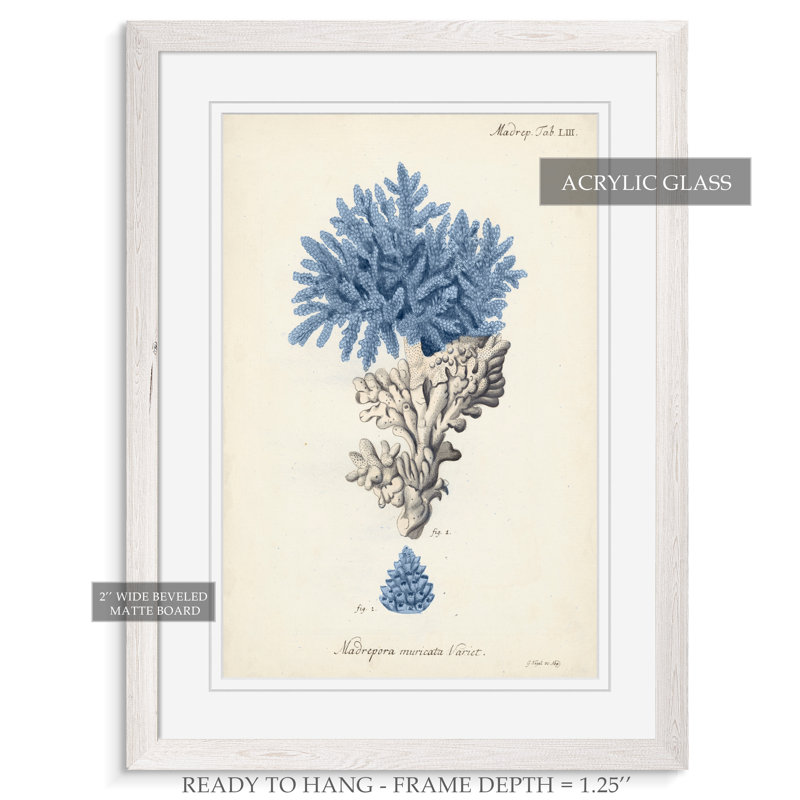 «Antique Coral in Navy III» par Paul Cezanne - Peinture sur toile encadrée, H 32 po x l 44 po x 1,25 po