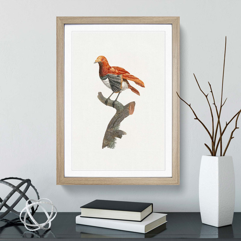 A King Bird Of Paradise by Jacques Barraband - Single Picture Frame Painting, 63cm H x 45cm W x 2cm D, Oak Framed