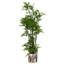 Metal Cachepot-1388567059