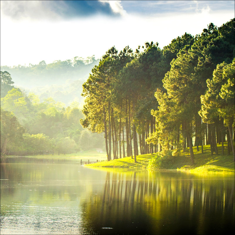 Forest Atmosphere III - No Frame Print on Glass, 80cm H x 80cm W x 1.3cm D, Glass