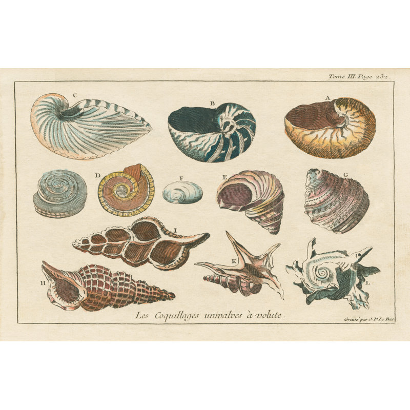 Shell Etchings I - Wrapped Canvas Painting, 30cm H x 46cm W