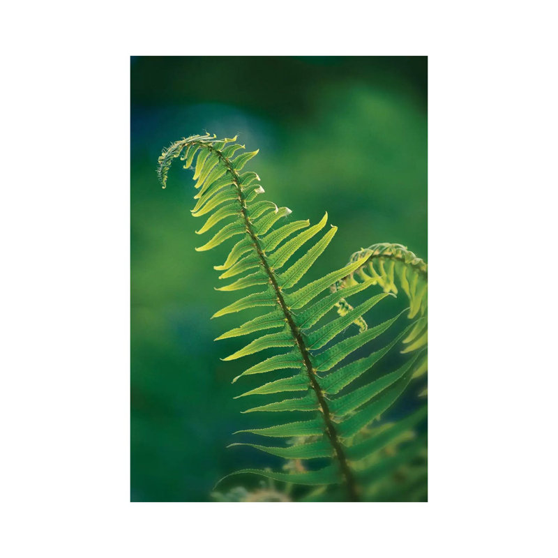 Garden Fern by Savanah Plank - Wrapped Canvas Print, 20.32 cm H x 30.48 cm W