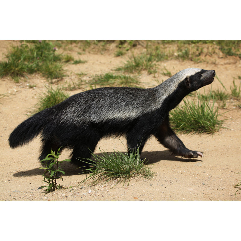 Honey Badger - Wrapped Canvas Print, 81cm H x 122cm W x 3.8cm D