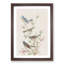 A Collection Of Finch Birds by John Audubon - Single Picture Frame Painting-55457717-55457712